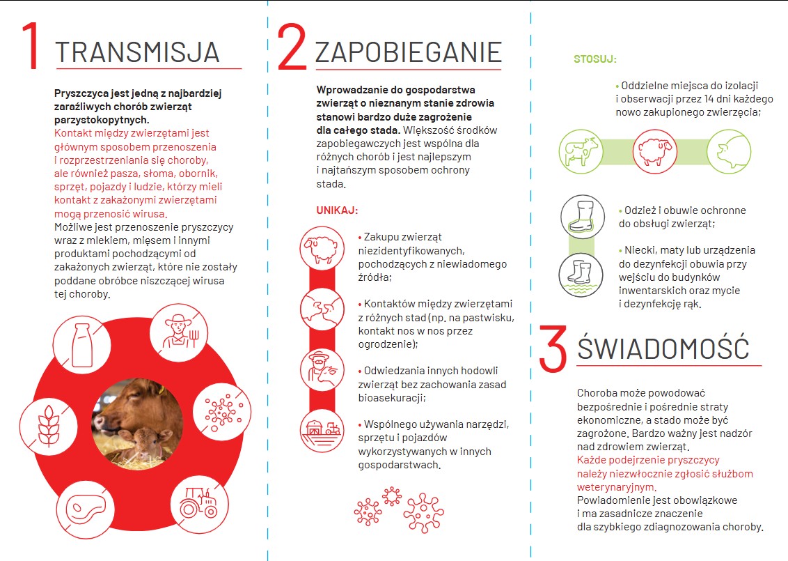 pryszczyca4